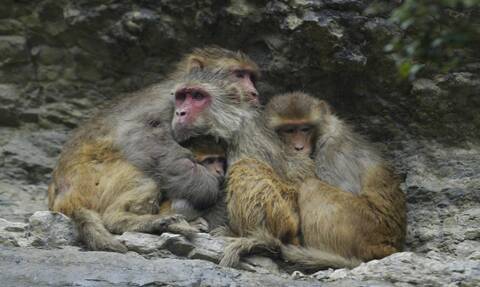Μαϊμούδες στην Ινδία πέταξαν από ταράτσα βρέφος τεσσάρων μηνών που άρπαξαν από τους γονείς του