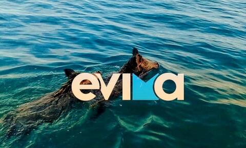 Εύβοια: Πανικός με αγριογούρουνα που κολυμπούσαν στην παραλία της Χαλκίδας