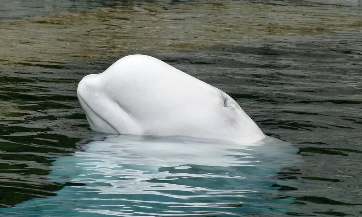 Γαλλία: Με drones παρακολουθείται η φάλαινα μπελούγκα που εμφανίστηκε στον Σηκουάνα