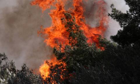 Η «ακτινογραφία» των δασικών πυρκαγιών στη Θεσσαλία - Αρνητικό ρεκόρ για τη Λάρισα