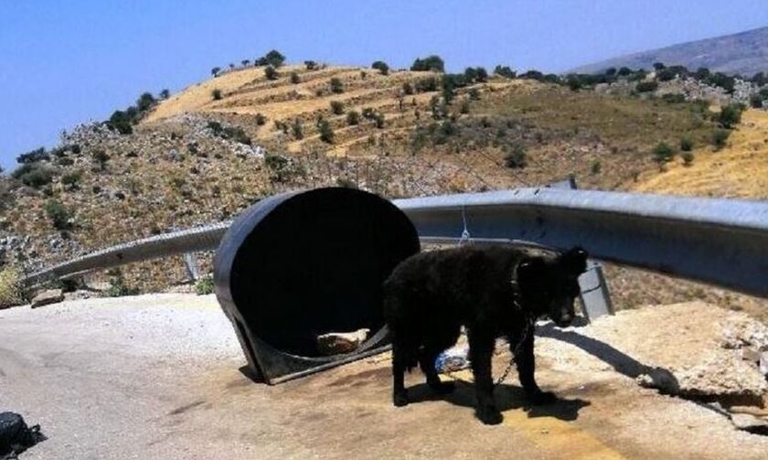 Κρήτη: Βρήκαν αλυσοδεμένο σκύλο σε ερημική περιοχή – Συνέλαβαν τον ιδιοκτήτη