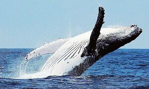 Φάλαινα φυσητήρα εντοπίστηκε ανοιχτά της Κύπρου (vid)