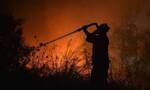 Φωτιά τώρα: Μεγάλη πυρκαγιά σε πευκοδάσος του δήμου Ερυμάνθου Αχαϊας