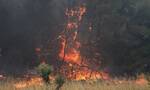 Φωτιές: Σε εξέλιξη το μέτωπο στο Δομοκό, ύφεση στη Σαμοθράκη - 65 δασικές πυρκαγιές σε 24 ώρες