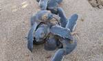 Κύπρος: Πάνω από 2.000 φωλιές θαλάσσιων χελωνών το 2021 στην περιοχή Λάρα
