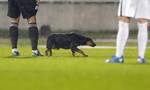 Το τάκλιν που έγινε viral: Σκύλος ανέτρεψε ποδοσφαιριστή! (video)