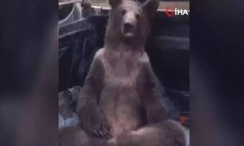 Τουρκία: Διασώθηκε ένα αρκουδάκι που κατανάλωσε μεγάλη ποσότητα μελιού με παραισθησιογόνες ουσίες