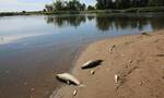 Γερμανία - Πολωνία: «Νεκρά ψάρια παντού» - Φόβοι για περιβαλλοντική καταστροφή στον ποταμό Όντερ