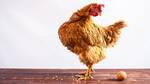 Αιώνιο ερώτημα: Το αυγό έκανε τη κότα ή η κότα το αυγό;