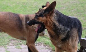 Ελούντα: Τρόμος για ζευγάρι τουριστών με το παιδί τους - Δέχθηκαν επίθεση από σκυλιά