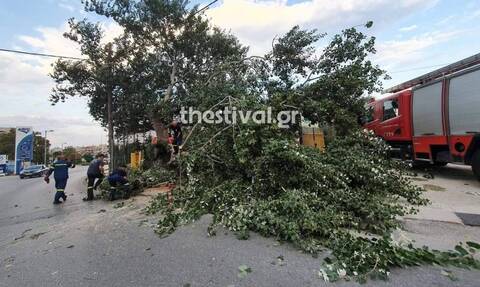 Χαλκιδική: Απομάκρυνση δέντρου που είχε πέσει στο δρόμο από Στρατώνι προς Ιερισσό