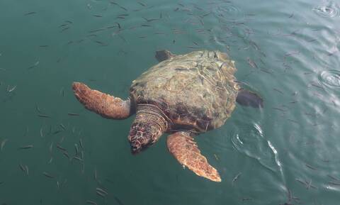 Θάσος: Νεκρές εντοπίστηκαν δύο θαλάσσιες χελώνες