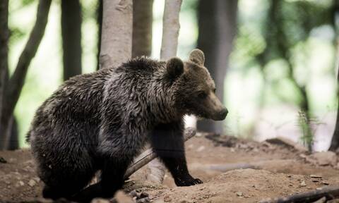 Νεκρές τρεις αρκούδες από πυροβολισμούς στη Φλώρινα - Η μία ήταν ακόμη σε φάση θηλασμού