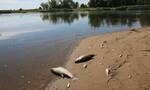 Στην υπερανάπτυξη τοξικών φυκιών ενδέχεται να οφείλεται ο μαζικός θάνατος ψαριών στον ποταμό Όντερ