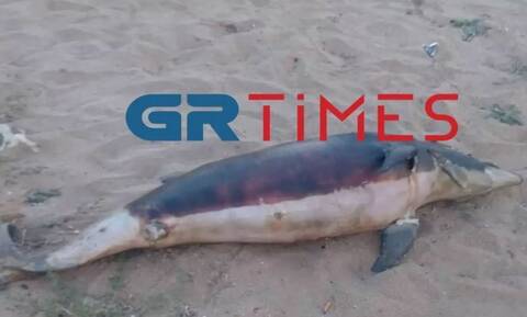 Χαλκιδική: Νεκρό δελφίνι εντοπίστηκε να επιπλέει στη θάλασσα στα Νέα Πλάγια