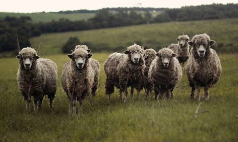 Ιωάννινα: Κεραυνός σκότωσε κοπάδι με 50 πρόβατα