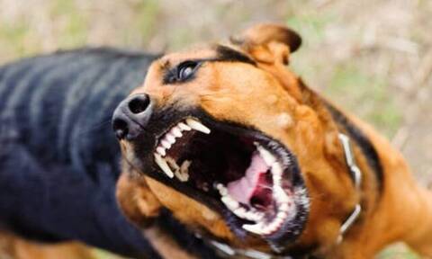 Αγρίνιο: Αδέσποτο σκυλί επιτέθηκε σε παιδί 3 ετών – Οι φωτογραφίες-ντοκουμέντο