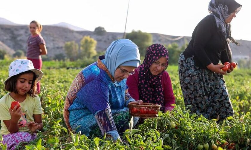 Η Εμινέ Ερντογάν μαζεύει τομάτες σε χωράφι της Άγκυρας