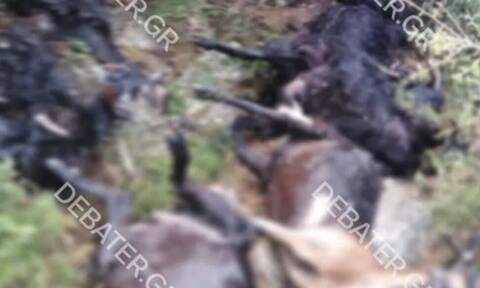 Κεραυνός σκότωσε 30 γίδια στο Λιδωρίκι Φωκίδας - «Από τύχη ζω» εξομολογείται ο κτηνοτρόφος