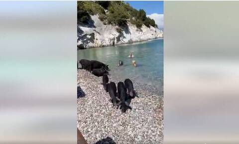 Μαύροι χοίροι βρίσκουν λίγη δροσιά σε παραλία στην Άτοκο Ιθάκης