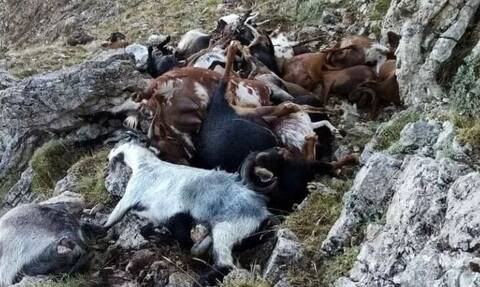 Αρκαδία: Κεραυνός ξεκλήρισε κοπάδι με ζώα στο Αρτεμίσιο