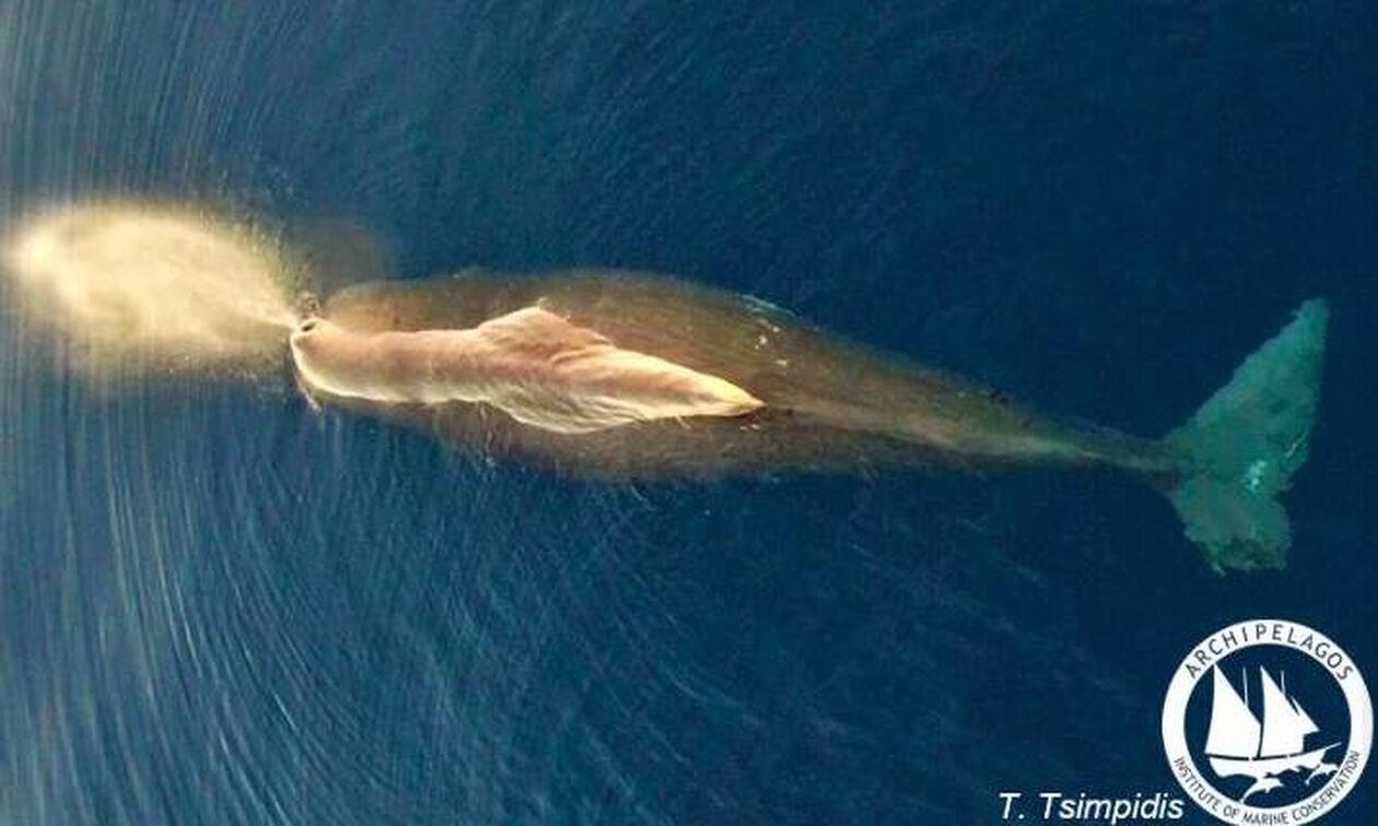 Εντοπίστηκε η φάλαινα φυσητήρας που ζει μεταξύ Χίου, Ικαρίας, Σάμου - Η εντυπωσιακή φωτογραφία