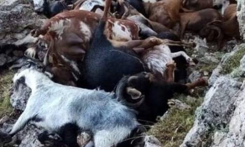 Αρκαδία: Σε απόγνωση ο κτηνοτρόφος που ο κεραυνός του ξεκλήρισε ένα κοπάδι κατσίκες