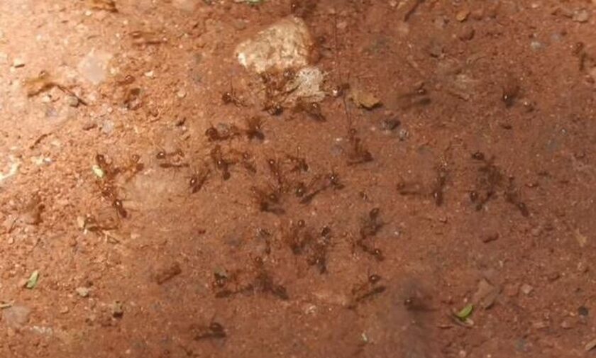 H επιδρομή των κίτρινων τρελών μυρμηγκιών: Χάος σε χωριά της Ινδίας