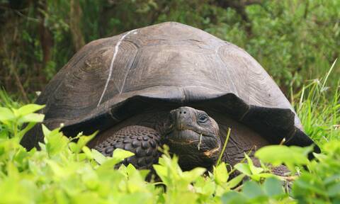 Ισημερινός: Κυνήγησαν και έφαγαν τεράστιες χελώνες από τα νησιά Γκαλαπάγκος