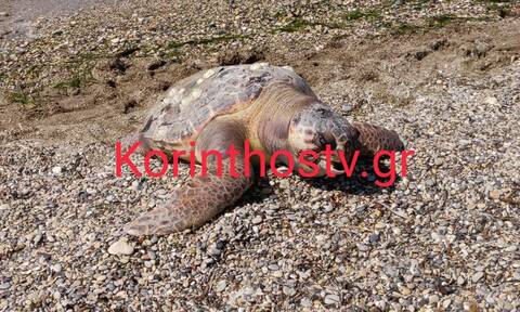Χελώνα καρέτα - καρέτα εντοπίστηκε νεκρή στην παραλία Καλάμια στην Κόρινθο