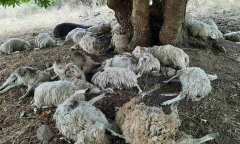 Τύρναβος: 60 πρόβατα νεκρά στη Ροδιά - Ποδοπατήθηκαν στη θέα λύκου