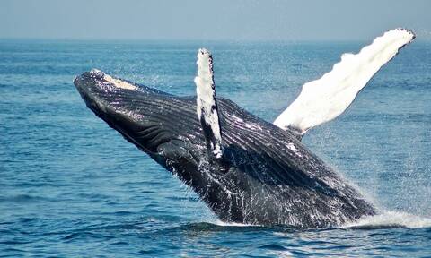 Νέα Ζηλανδία: Φάλαινα αναποδογύρισε σκάφος - Πέντε νεκροί (video)