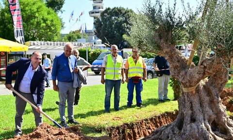 Καραγιάννης: Περίπου 850 υπεραιωνόβια ελαιόδεντρα μεταφυτεύονται σε όλη την Ελλάδα