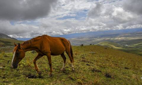 Κιργιστάν: Πέντε νεκροί σε καραμπόλα αυτοκινήτων που προκάλεσε ένα άλογο