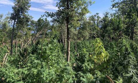 Μαγνησία: Εντοπίστηκε «δάσος» κάνναβης στη Ζαγορά - Είχαν καλλιεργήσει 2.440 δενδρύλλια (pics)