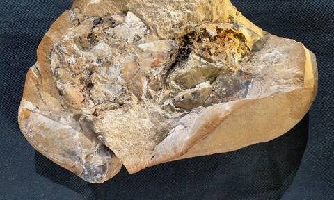 Βρέθηκε σε αρχαίο ψάρι το απολίθωμα της αρχαιότερης καρδιάς ηλικίας 380 εκατ. ετών