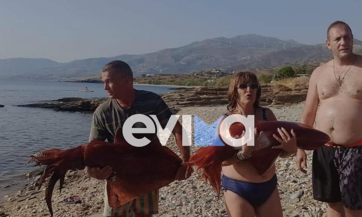 Εύβοια: Η απίστευτη ψαριά - Έπιασαν καλαμάρια 15 κιλών στην Κάρυστο