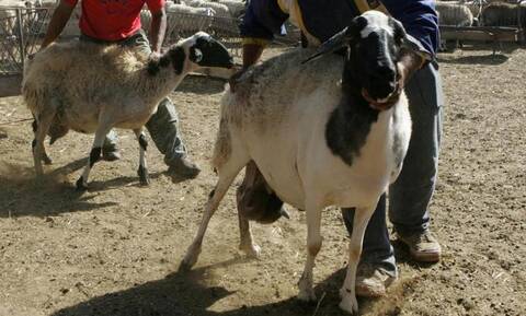 Φρίκη στην Κύπρο: Έμπαινε κρυφά στη μάντρα και κακοποιούσε σεξουαλικά τα πρόβατα