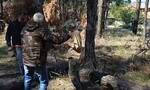 Τραγωδία στις Σέρρες: Αγρότης σκοτώθηκε όταν καταπλακώθηκε από δέντρο - Έκοβε ξύλα για το τζάκι