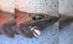 Καρχαρίας με... χαμόγελο που «σκοτώνει» - Το μυστηριώδες είδος που βρέθηκε στην Αυστραλία