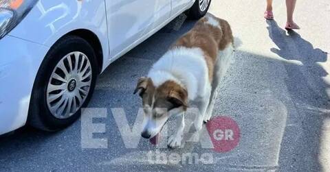 Πανικός στη Χαλκίδα μετά από επίθεση αδέσποτου σκύλου στο κέντρο της πόλης