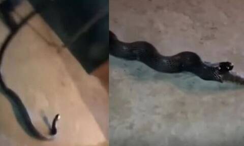 Ινδία: Κόμπρα κατάπιε ολόκληρο φίδι, αλλά αναγκάστηκε να το φτύσει