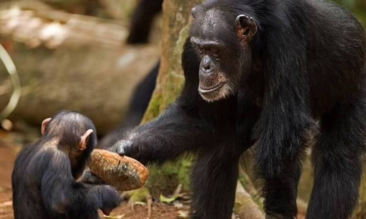 Γουινέα: Πέθανε η γηραιότερη χιμπατζής Bossou σε ηλικία 71 ετών - Ήξερε να χρησιμοποιεί εργαλεία
