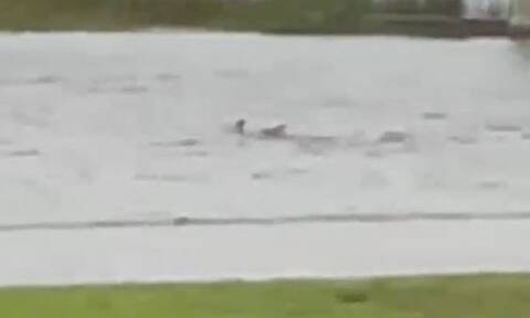 Απίστευτα βίντεο από τον κυκλώνα Ίαν: Καρχαρίας κολυμπούσε σε δρόμο της Φλόριντα!