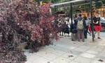 Πανικός στη Θεσσαλονίκη: Έπεσε δέντρο λόγω των ανέμων σε πεζόδρομο