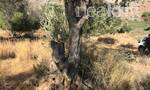 Κρήτη - Σκαφιδαράς: Άγνωστοι έκοψαν 40 ελιές του δήμου Ηρακλείου για καυσόξυλα