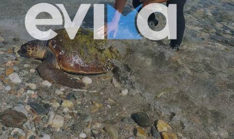 Εύβοια: Χελώνα καρέτα – καρέτα βγήκε τραυματισμένη στην παραλία της Λιανής Άμμου