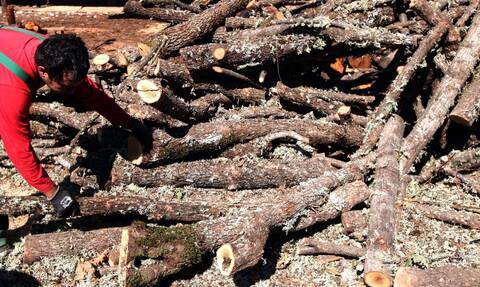 Νέα Μάκρη: «Ξυρίζουν» το δάσος και παίρνουν τα δέντρα για καυσόξυλα