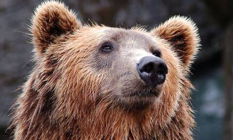 Απελευθερώθηκε οκτάχρονη θηλυκή αρκούδα στη Φλώρινα