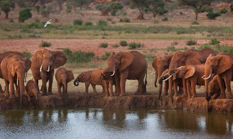 WWF: Σχεδόν το 70% της άγριας πανίδας εξαφανίστηκε από το 1970